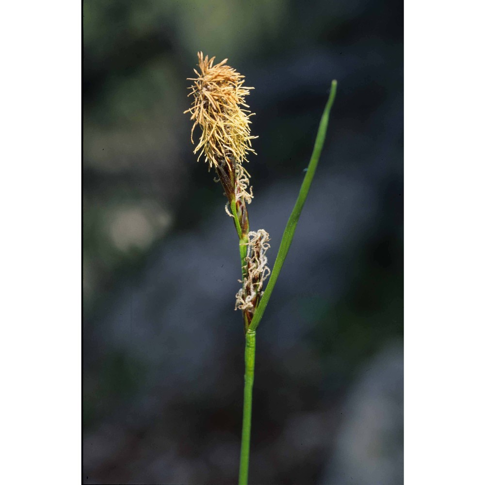 carex umbrosa host