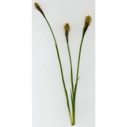 carex umbrosa host