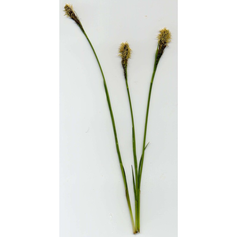 carex umbrosa host