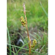 carex vaginata tausch