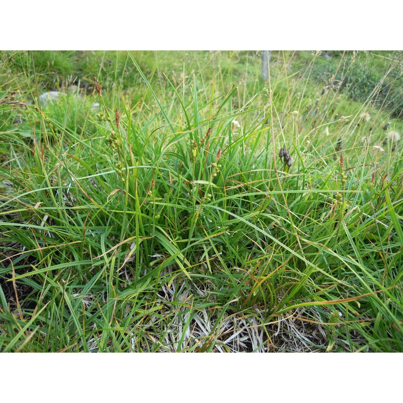 carex vaginata tausch