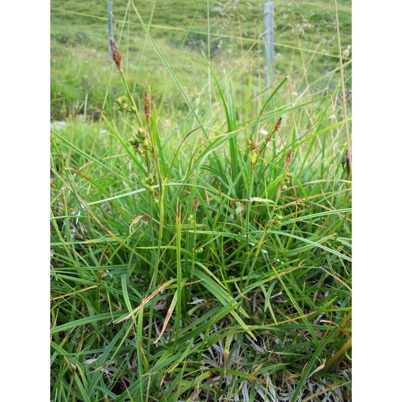 carex vaginata tausch