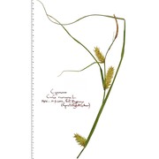 carex vesicaria l.