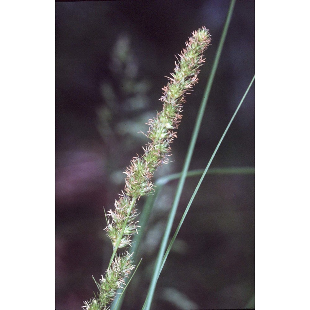 carex vulpinoidea michx.