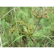 cyperus alopecuroides rottb.