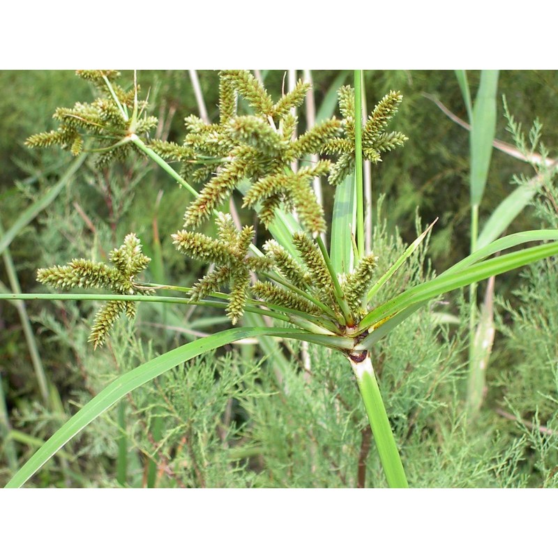 cyperus alopecuroides rottb.