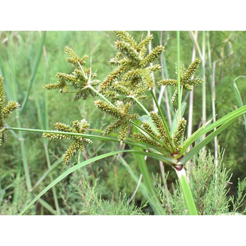 cyperus alopecuroides rottb.