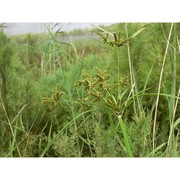 cyperus alopecuroides rottb.