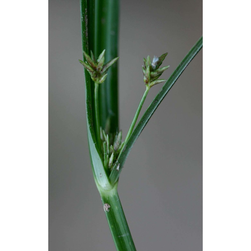 cyperus badius desf.