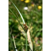 cyperus badius desf.