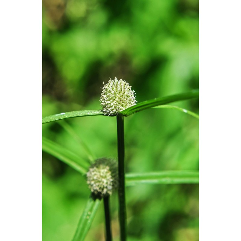 cyperus brevifolioides thieret et delahouss.