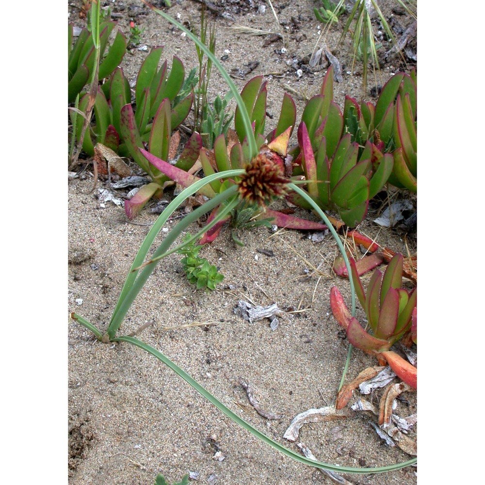 cyperus capitatus vand.