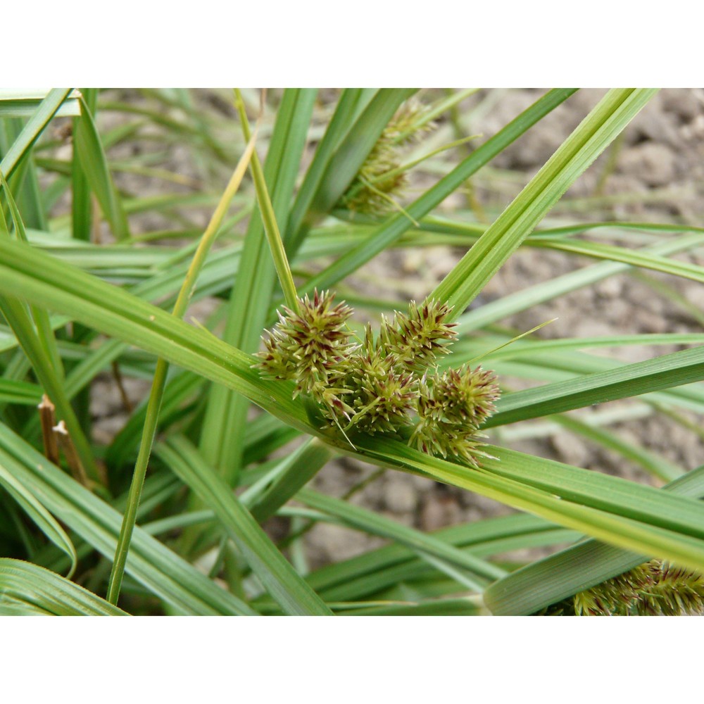 cyperus congestus vahl