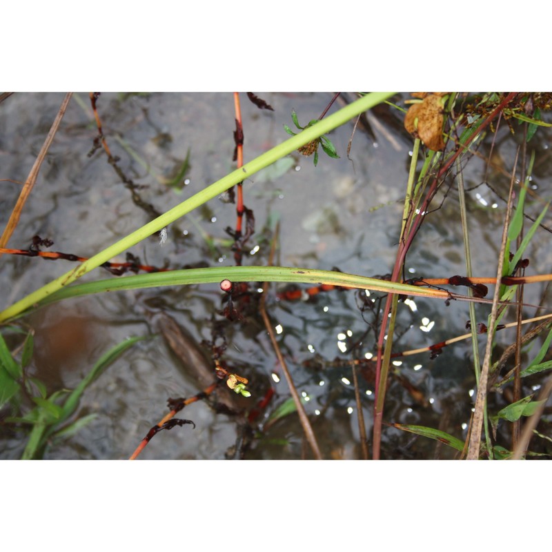 cyperus congestus vahl