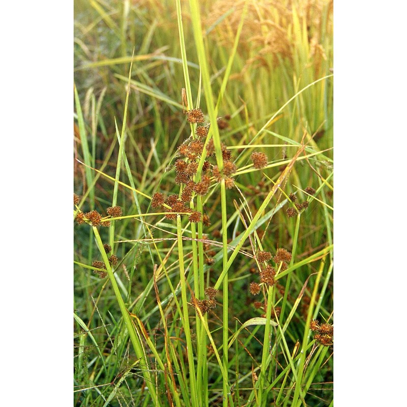 cyperus difformis l.