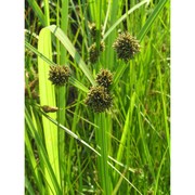 cyperus difformis l.