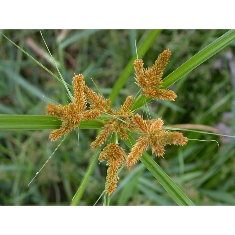 cyperus dives l.