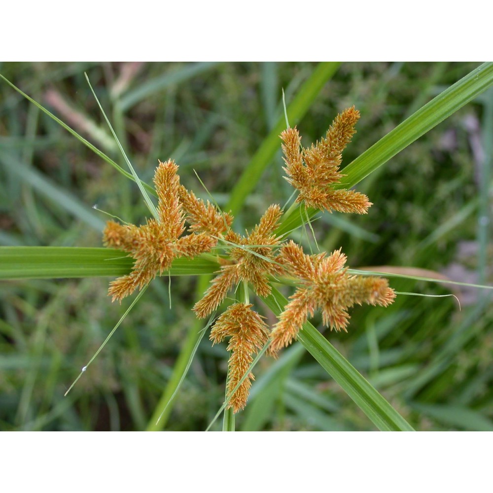 cyperus dives l.