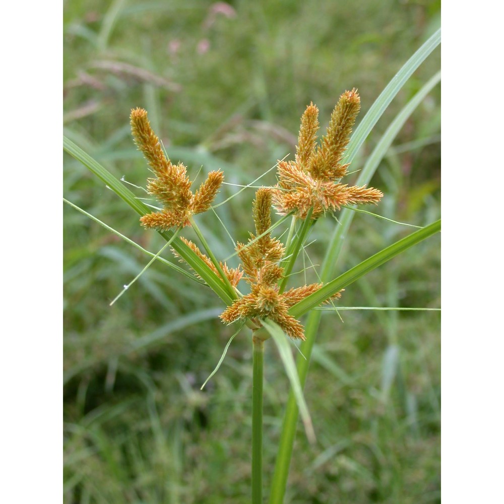 cyperus dives l.