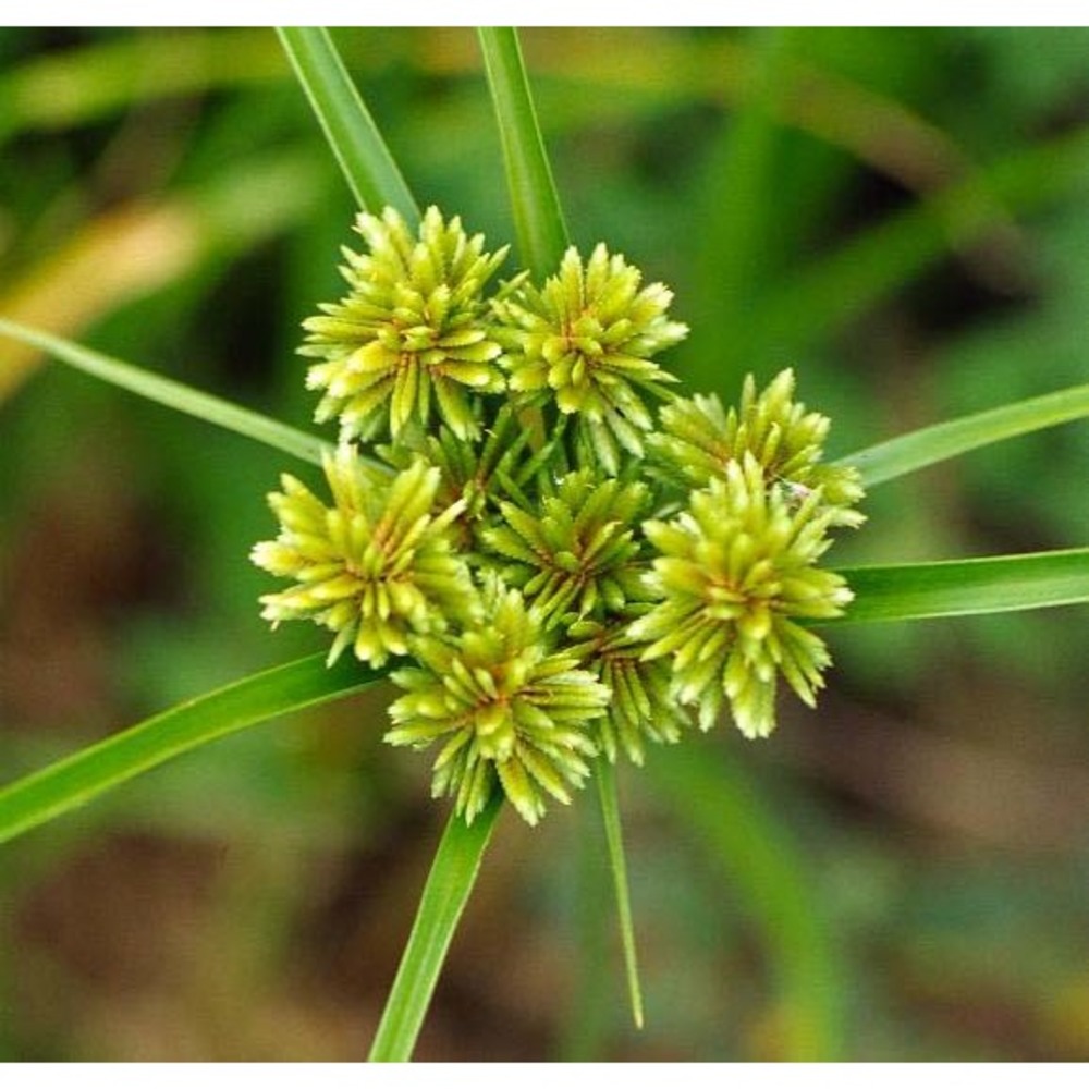 cyperus eragrostis lam.