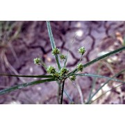 cyperus eragrostis lam.