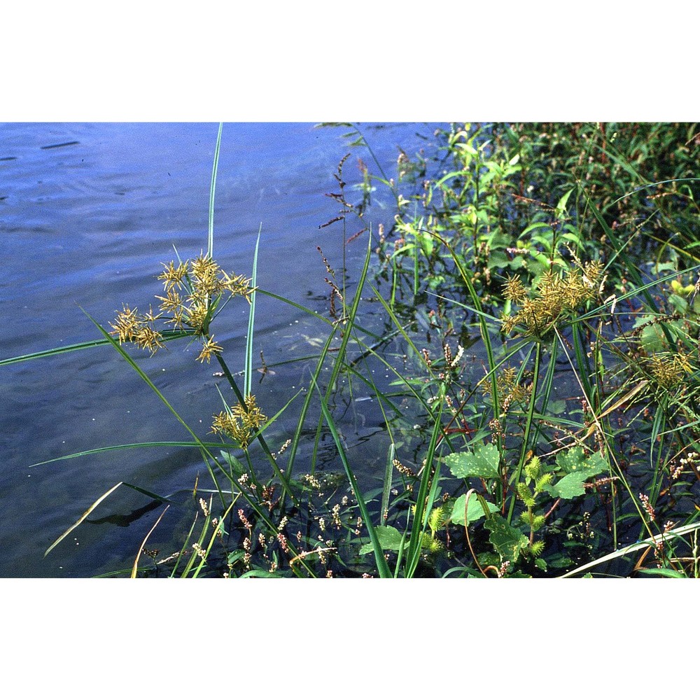 cyperus esculentus l.