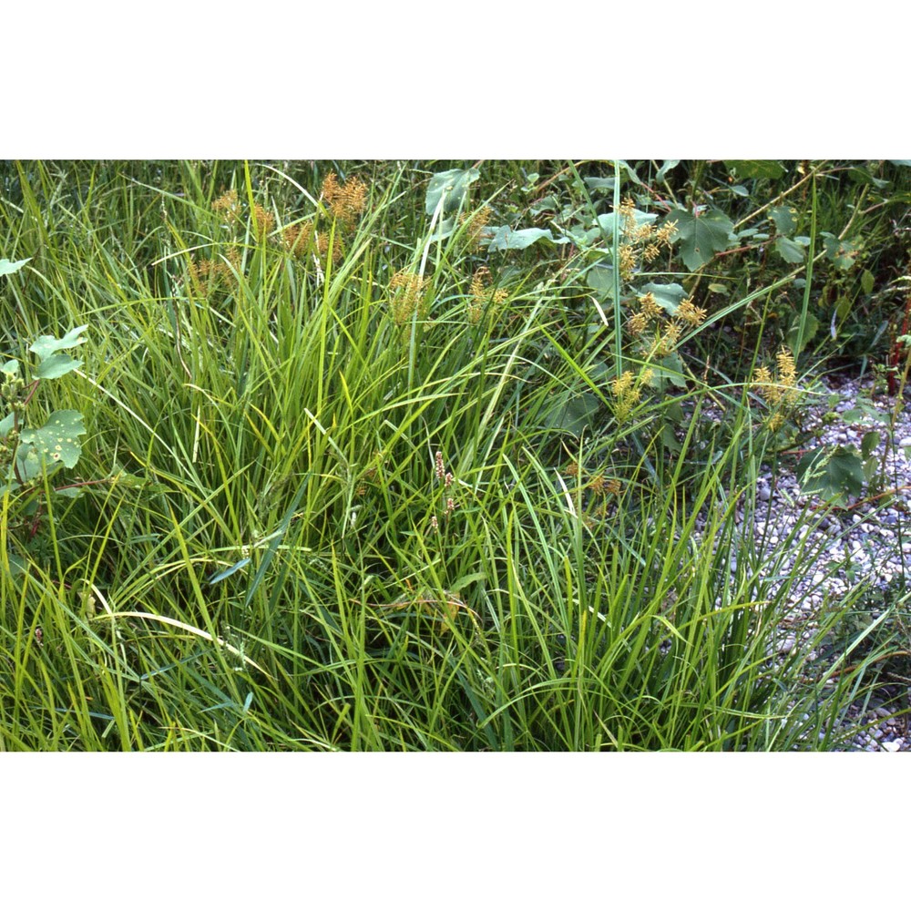 cyperus esculentus l.