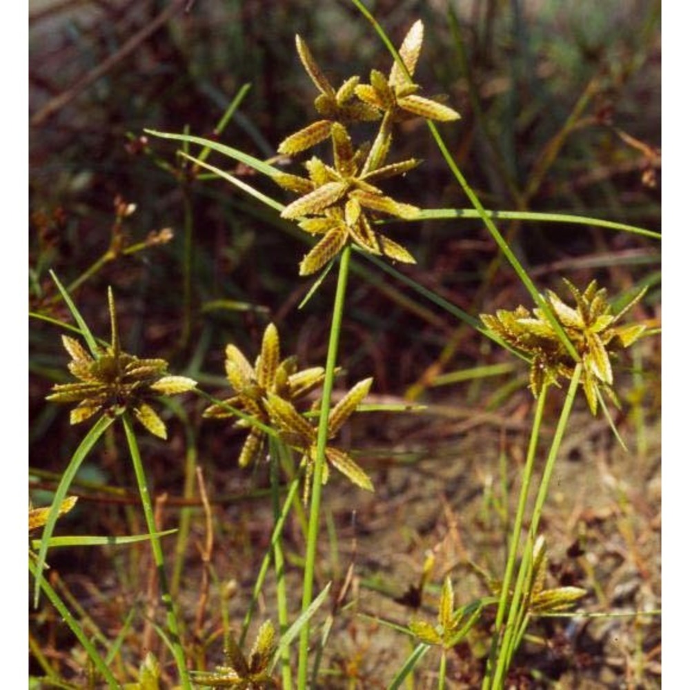 cyperus flavescens l.