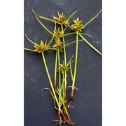 cyperus flavescens l.