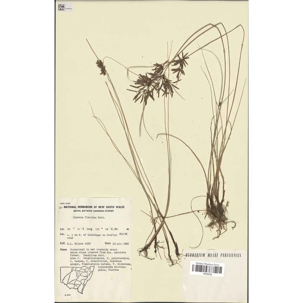 cyperus flavidus retz.