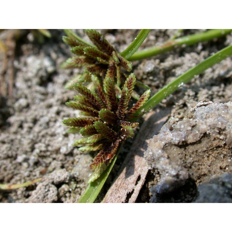 cyperus fuscus l.