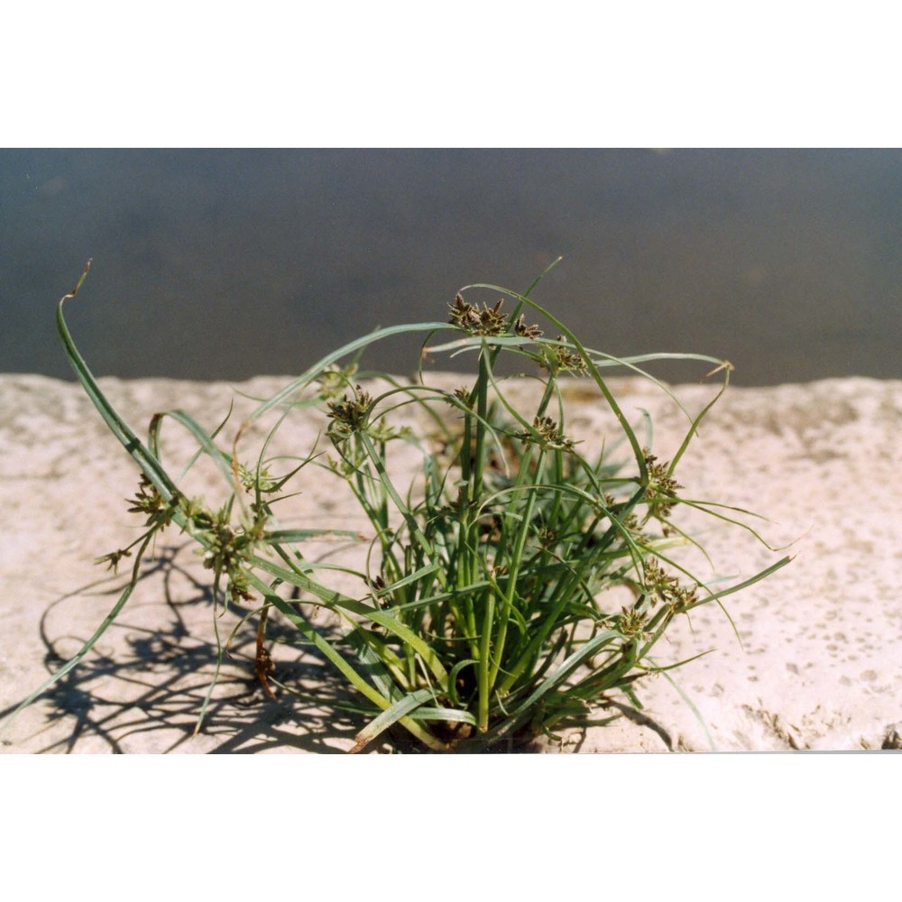 cyperus fuscus l.