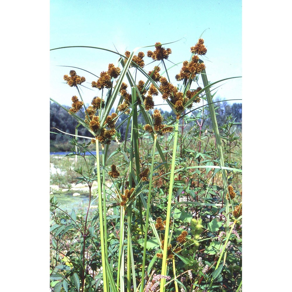 cyperus glomeratus l.