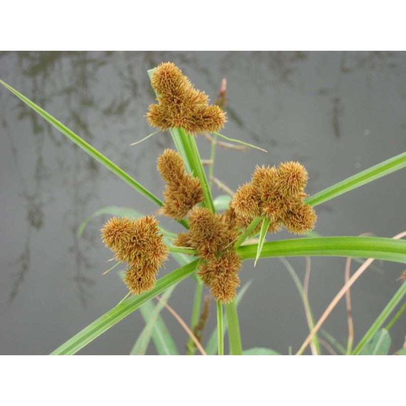 cyperus glomeratus l.