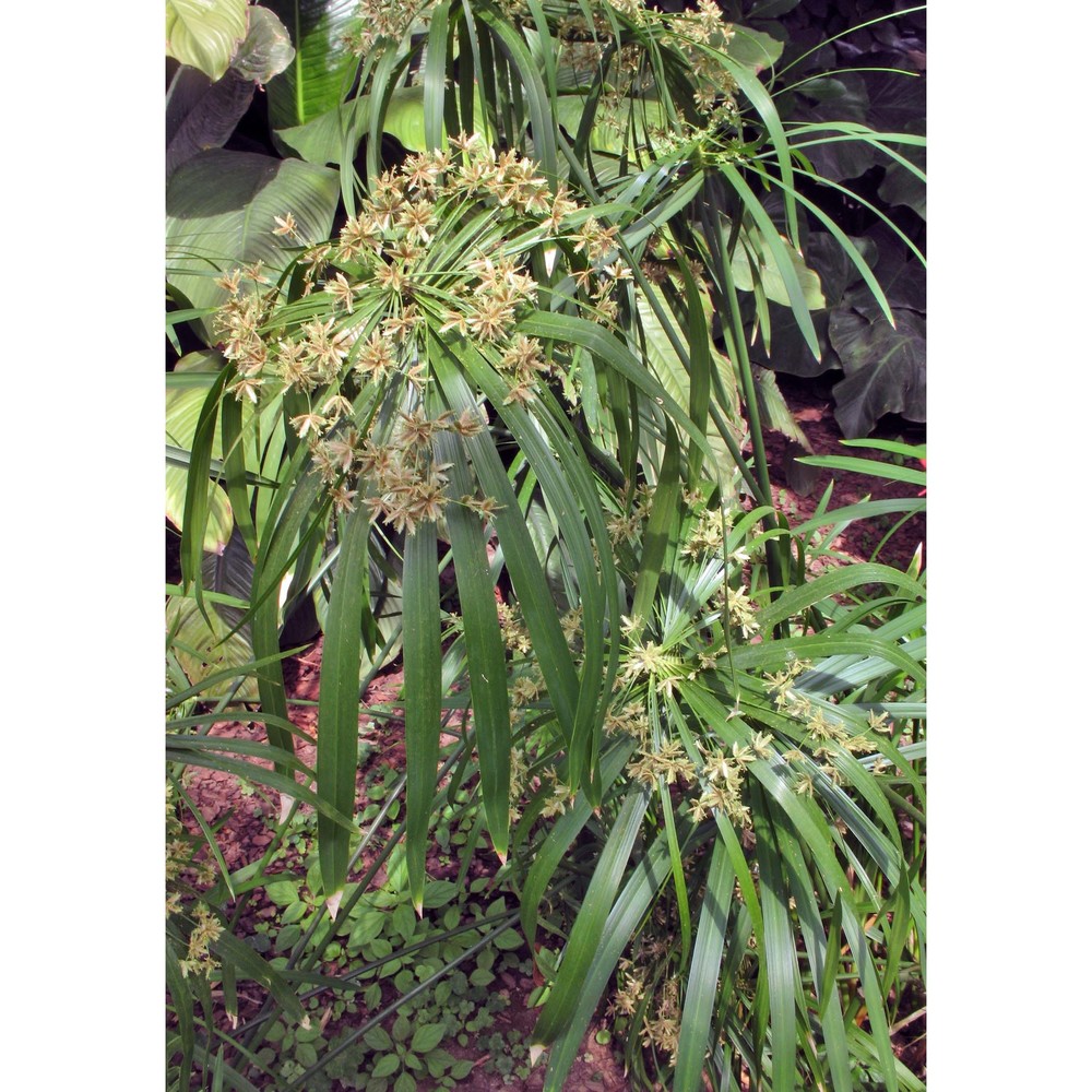 cyperus involucratus rottb.