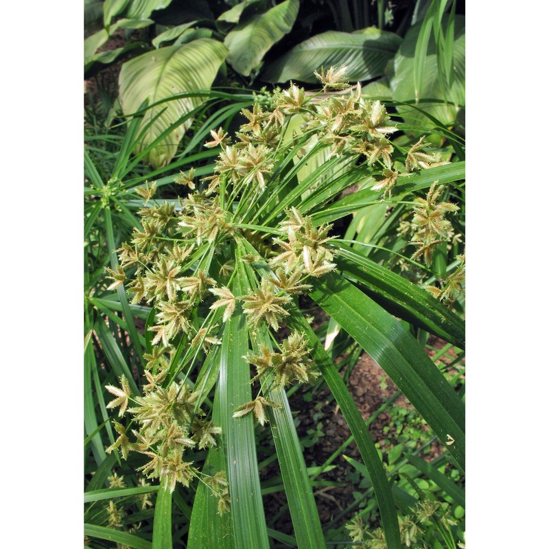 cyperus involucratus rottb.