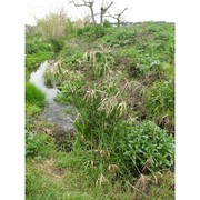 cyperus involucratus rottb.