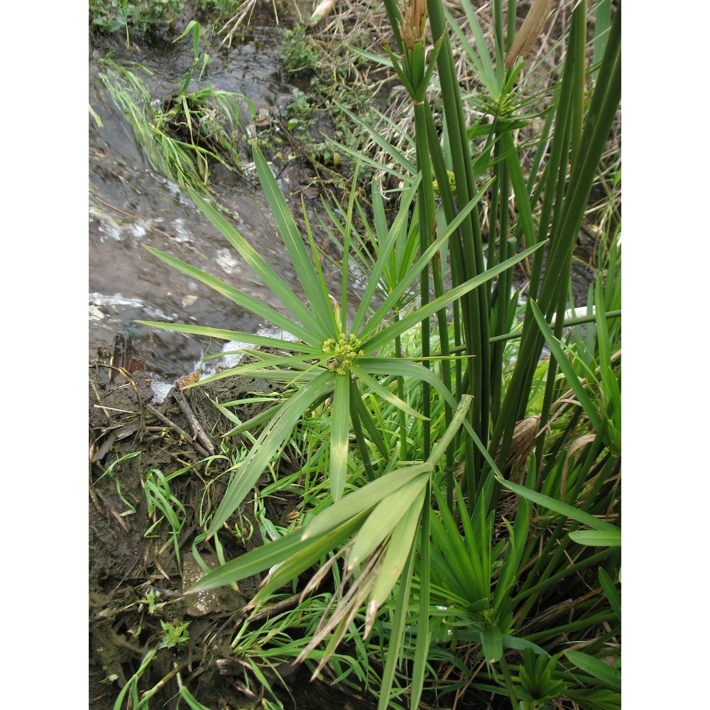 cyperus involucratus rottb.