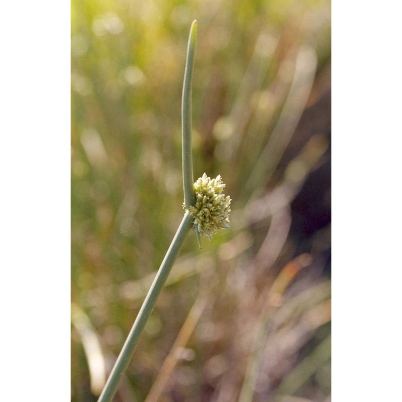 cyperus laevigatus l.