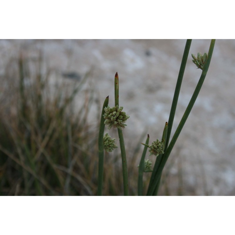 cyperus laevigatus l.