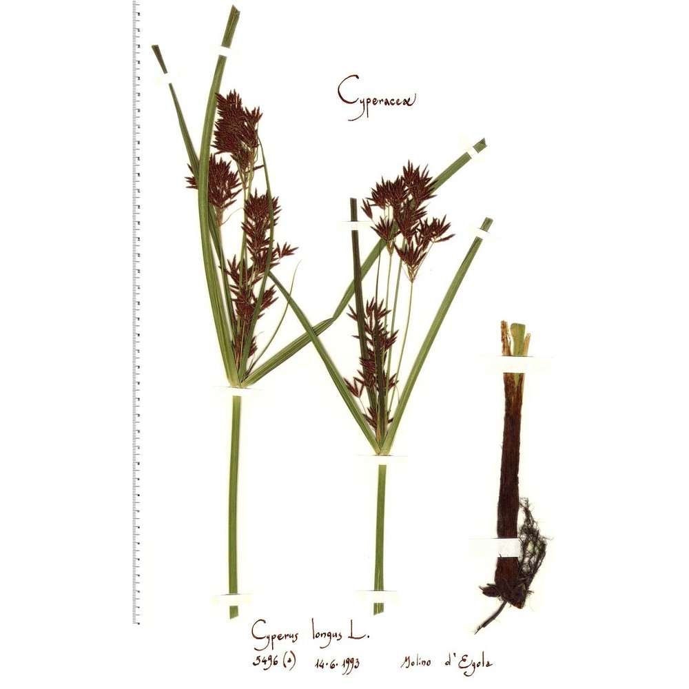 cyperus longus l.