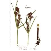 cyperus longus l.