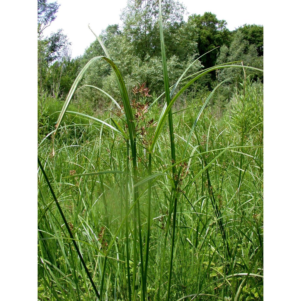 cyperus longus l.