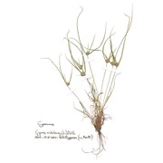 cyperus michelianus (l.) link