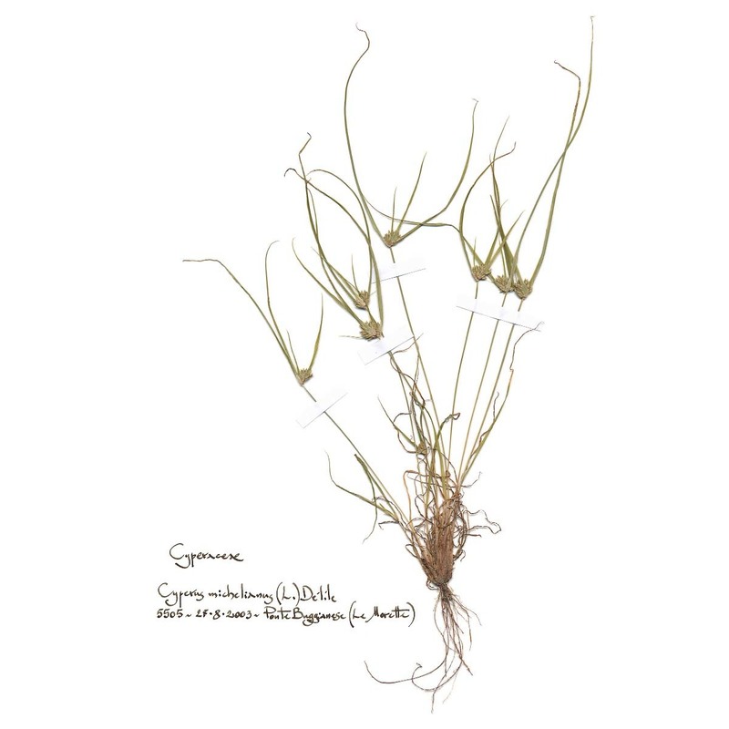 cyperus michelianus (l.) link