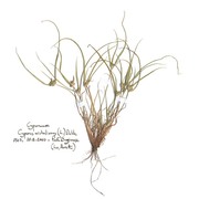 cyperus michelianus (l.) link