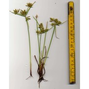 cyperus microiria steud.