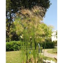 cyperus papyrus l. subsp. papyrus