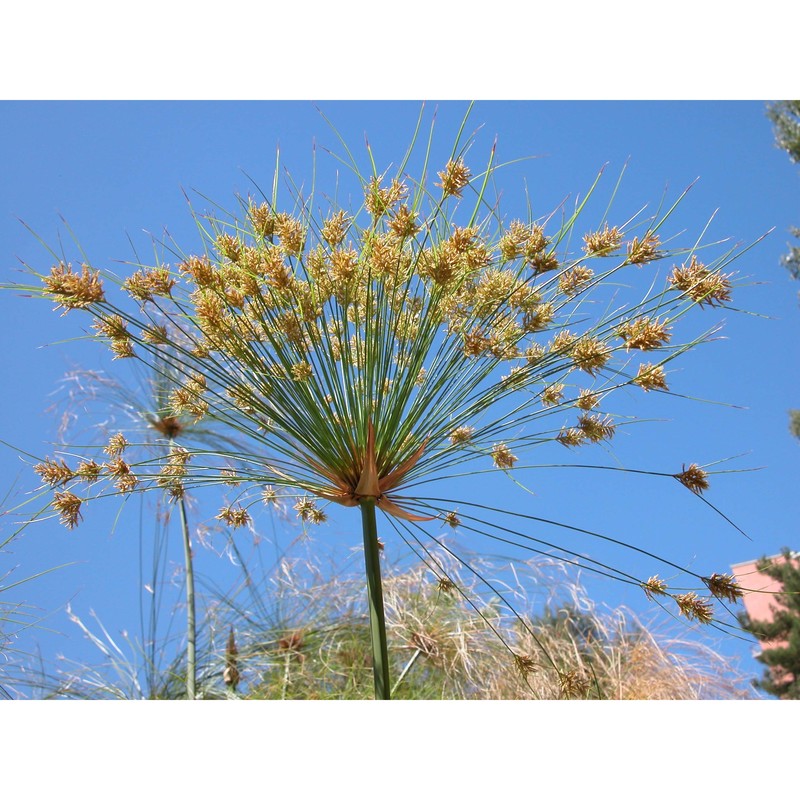 cyperus papyrus l. subsp. papyrus