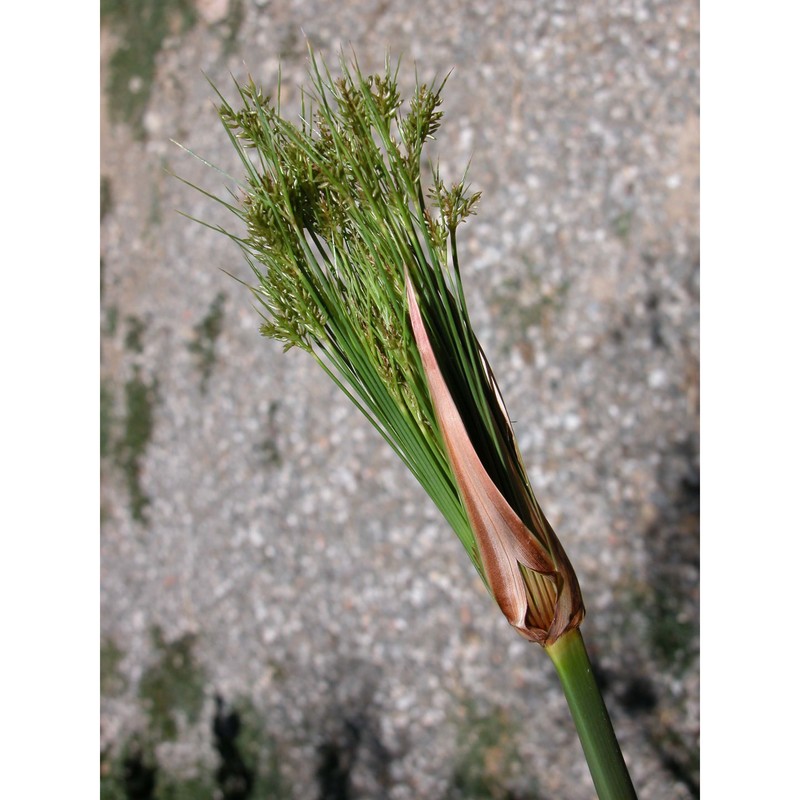 cyperus papyrus l. subsp. papyrus